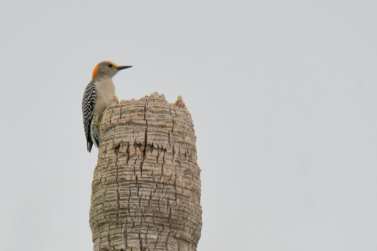 Golden-fronted Woodpecker - Hugh David Fleischmann