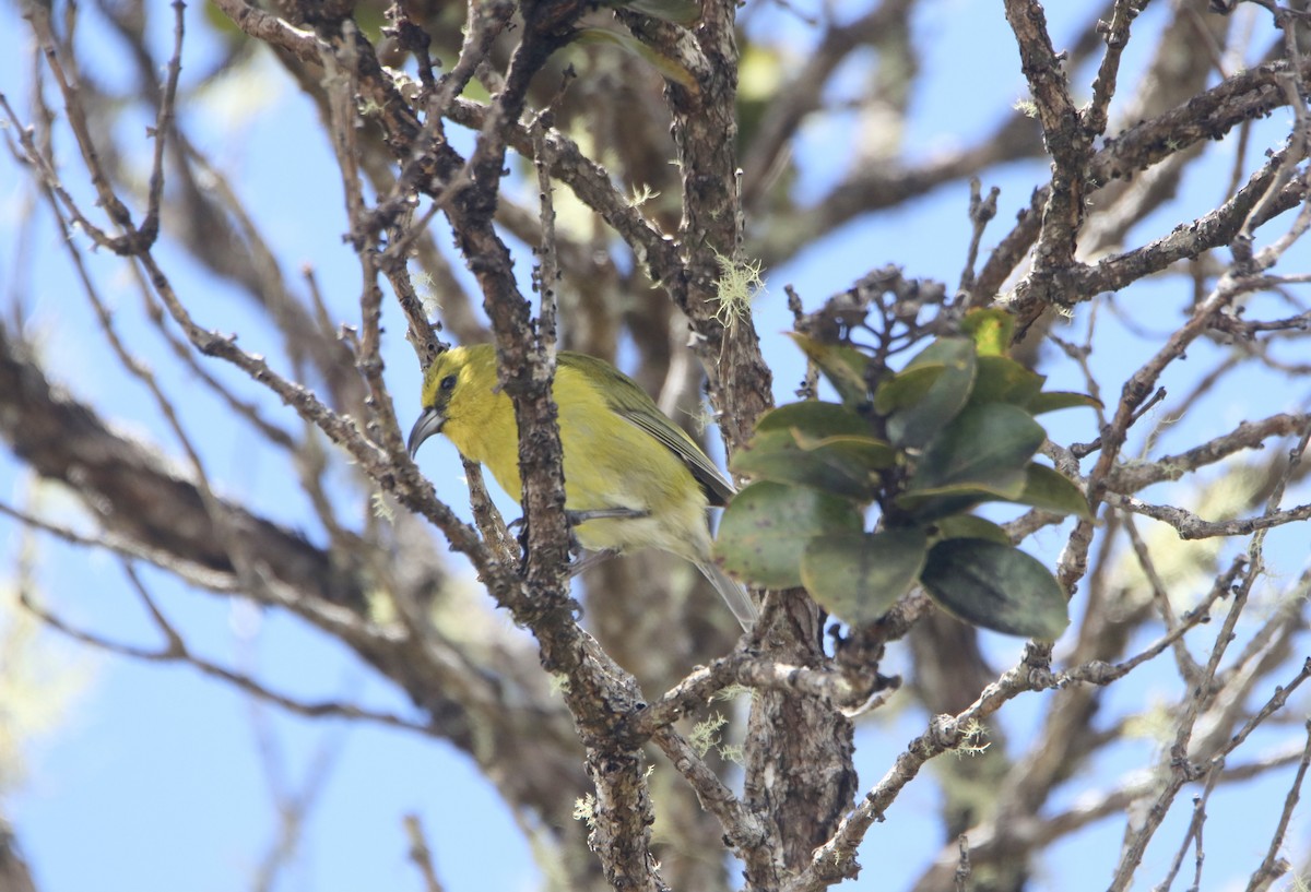Kauai-Amakihikleidervogel - ML615770935