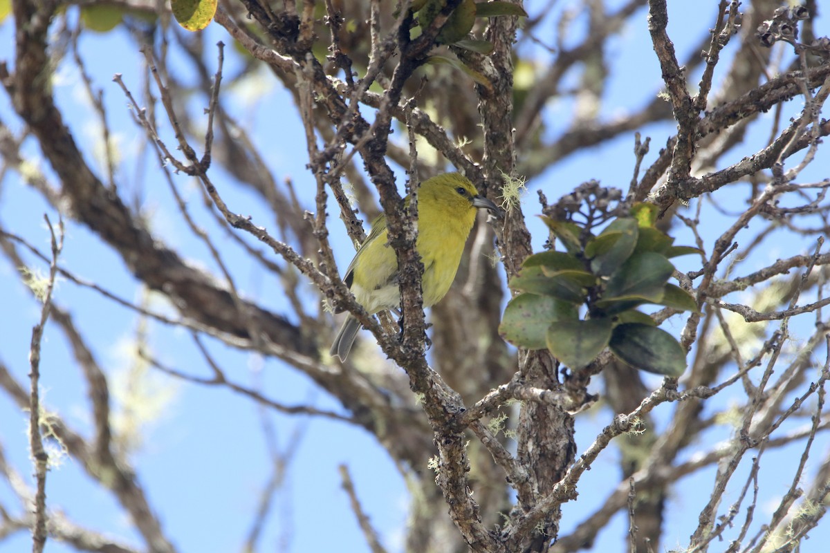 Kauai-Amakihikleidervogel - ML615770937