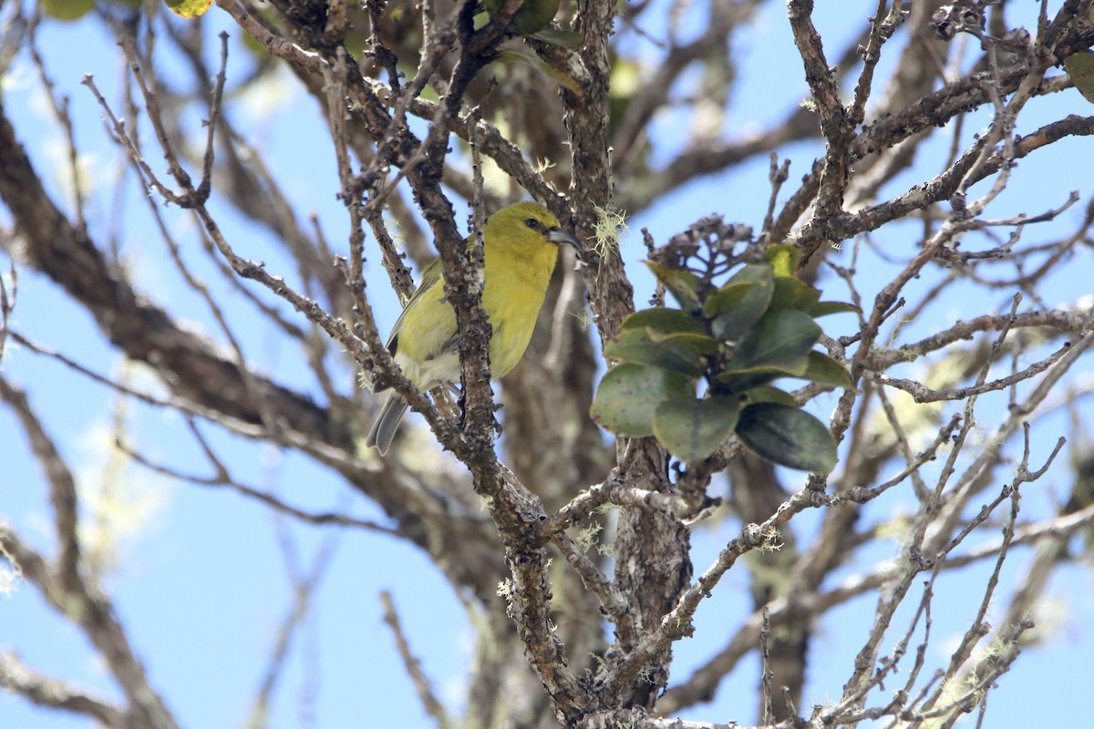 Kauai-Amakihikleidervogel - ML615770938