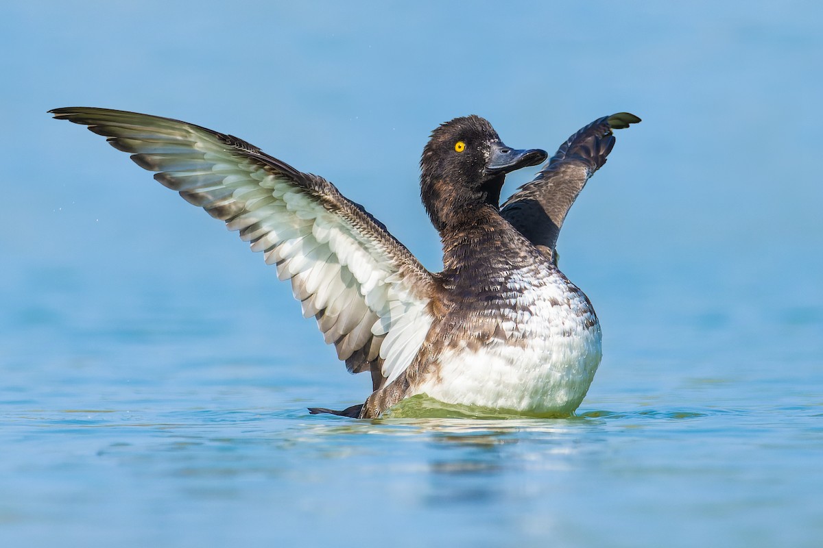 Tufted Duck - ML615771376