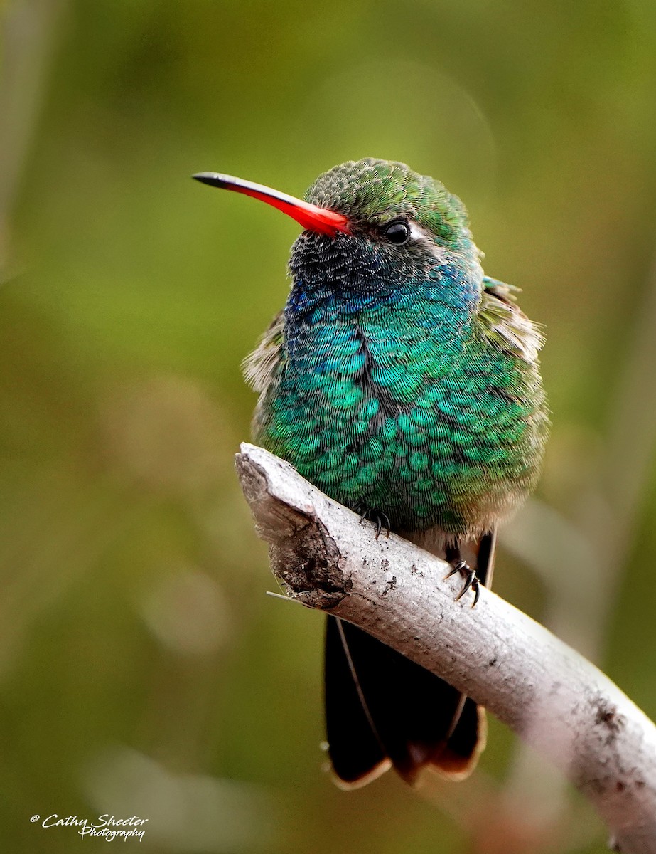 Broad-billed Hummingbird - Cathy Sheeter