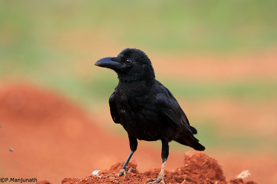 Large-billed Crow - ML615771446