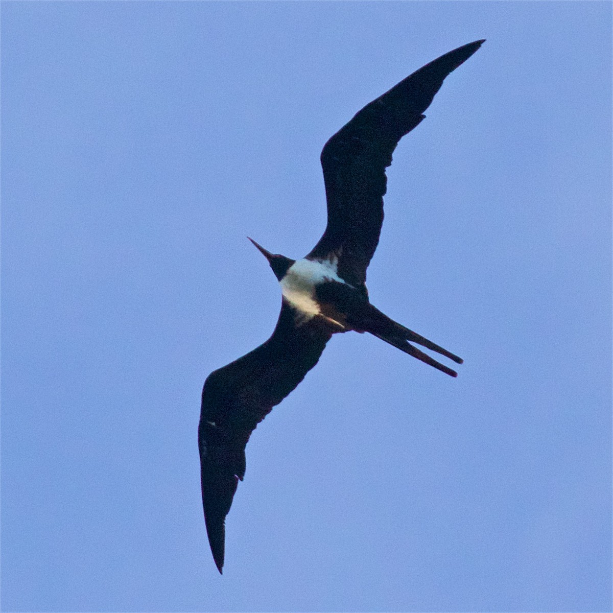 Lesser Frigatebird - ML615771633