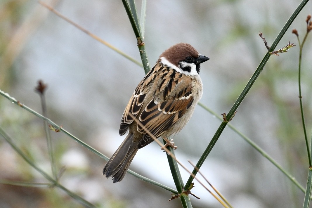 Eurasian Tree Sparrow - ML615771638