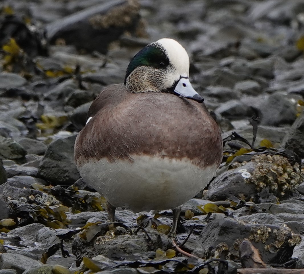 American Wigeon - Connor Goff