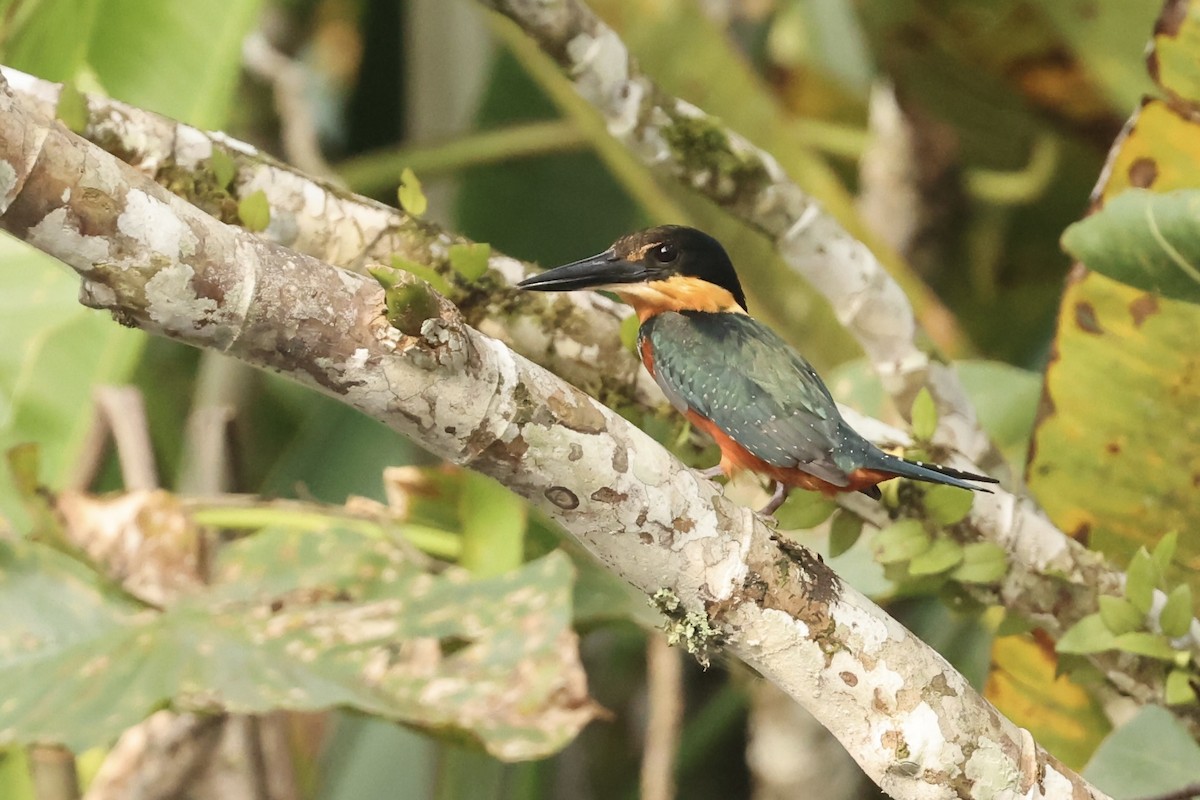 Green-and-rufous Kingfisher - Jim Parrish