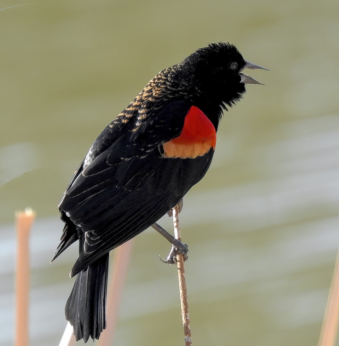 Red-winged Blackbird - Van Truan