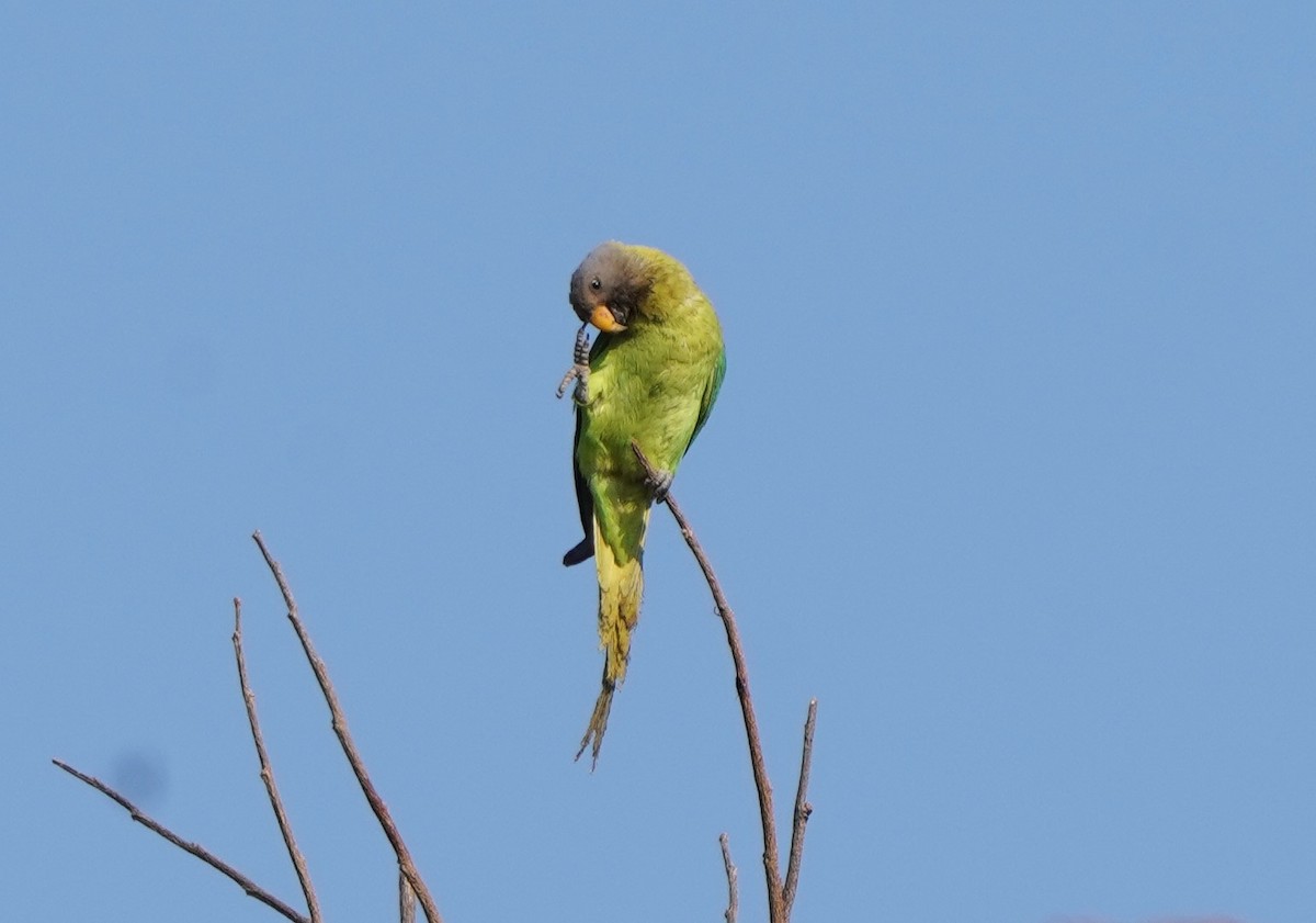 Blossom-headed Parakeet - ML615771790
