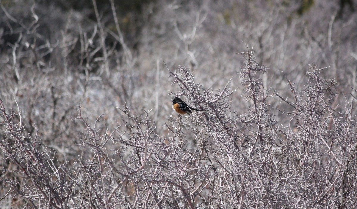 Spotted Towhee - ML615771808