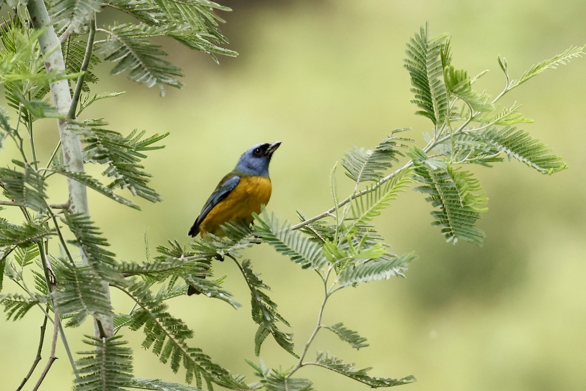 Blue-and-yellow Tanager - Jim Parrish