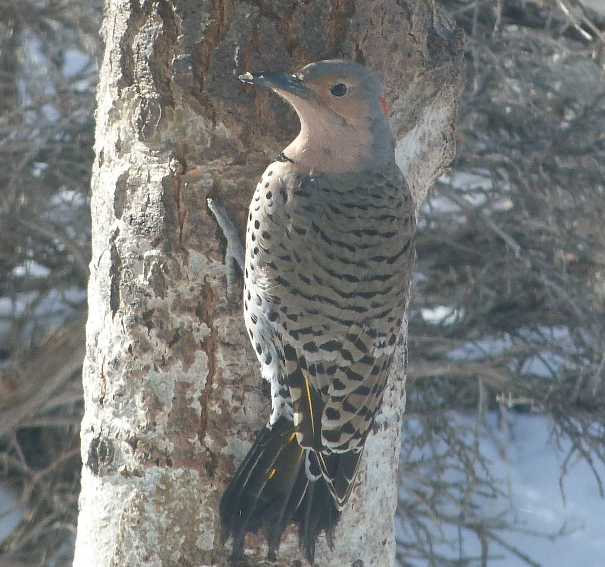Northern Flicker (Yellow-shafted x Red-shafted) - ML615771848