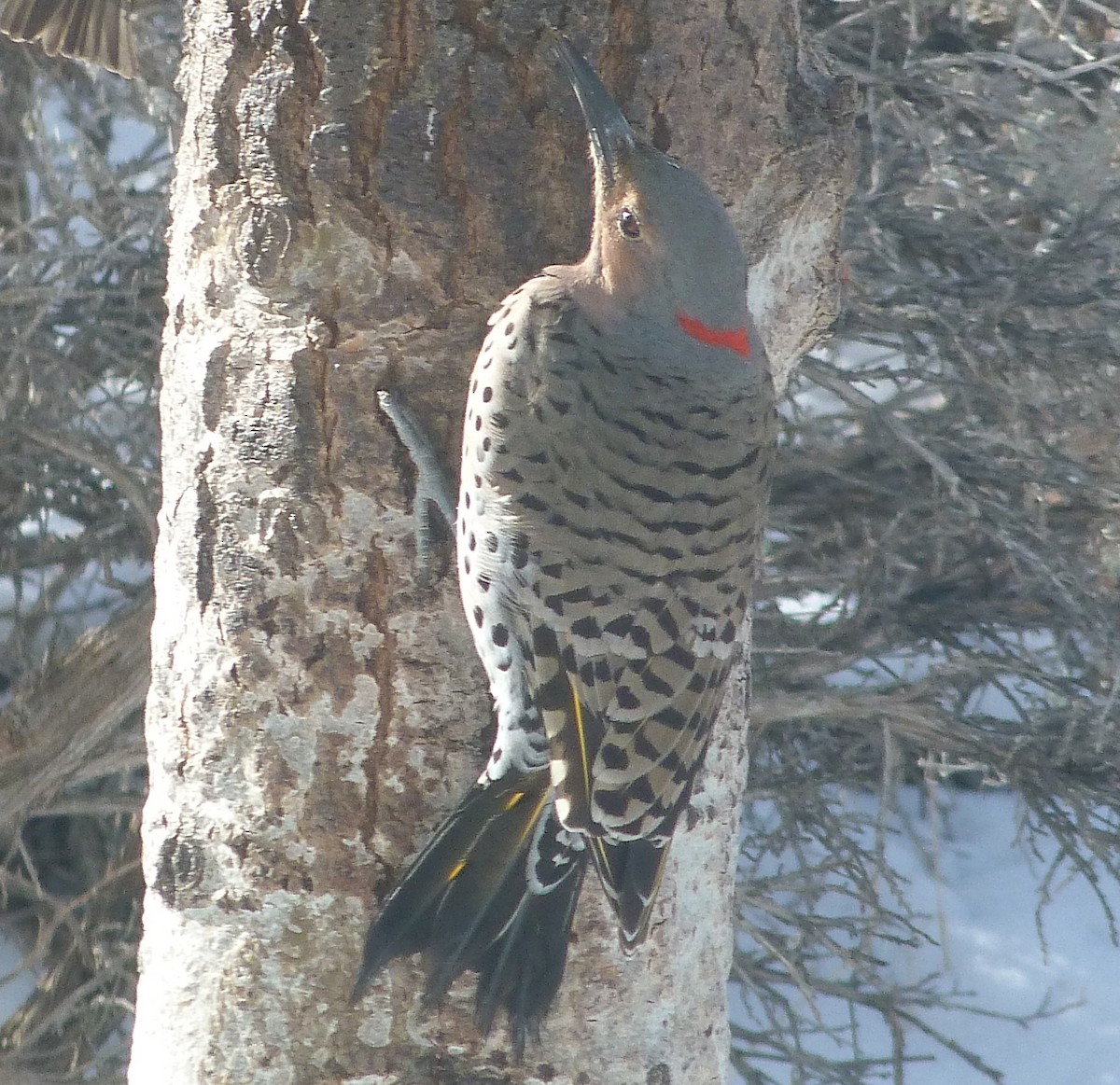 Northern Flicker (Yellow-shafted x Red-shafted) - ML615771853