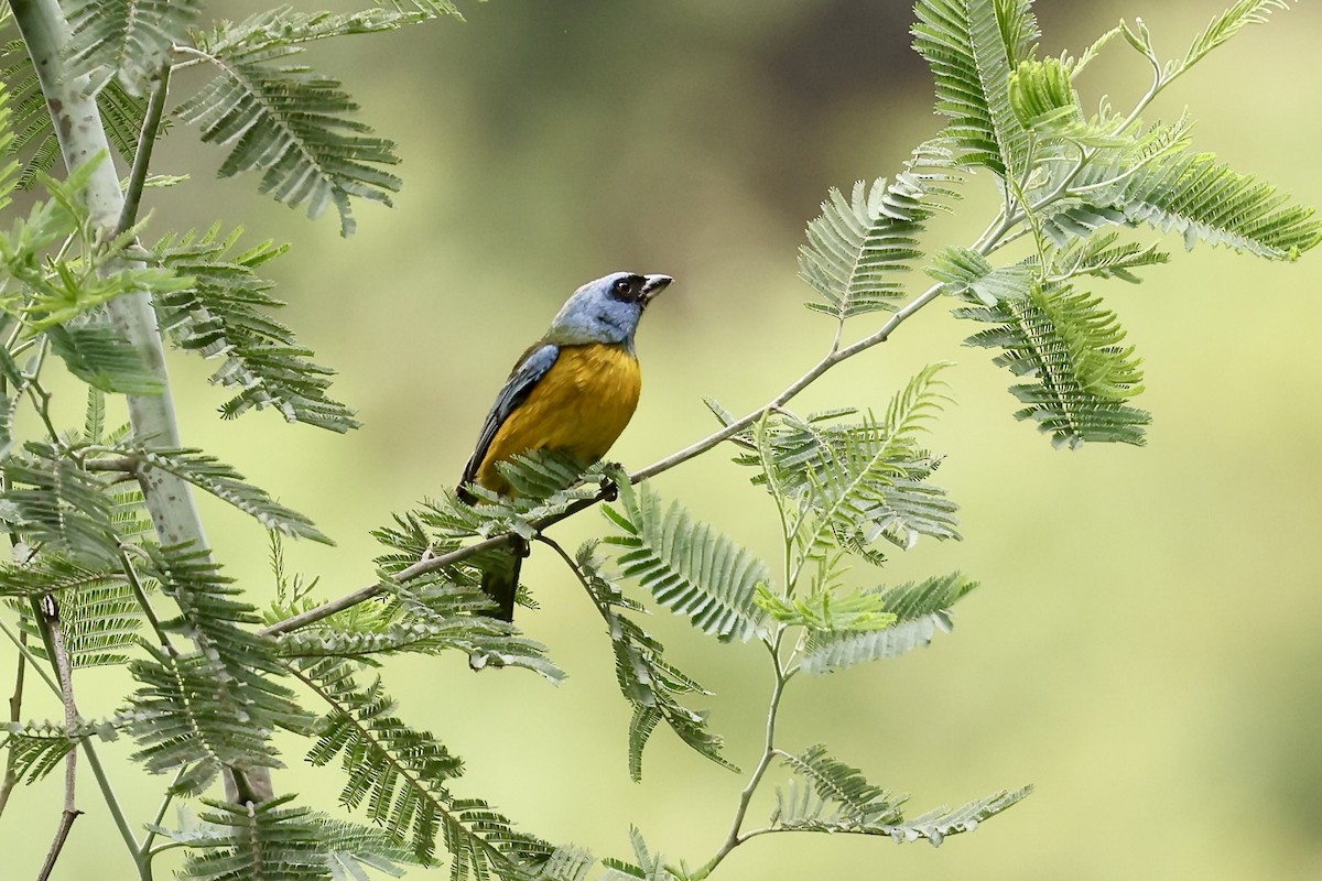 Blue-and-yellow Tanager - ML615771854