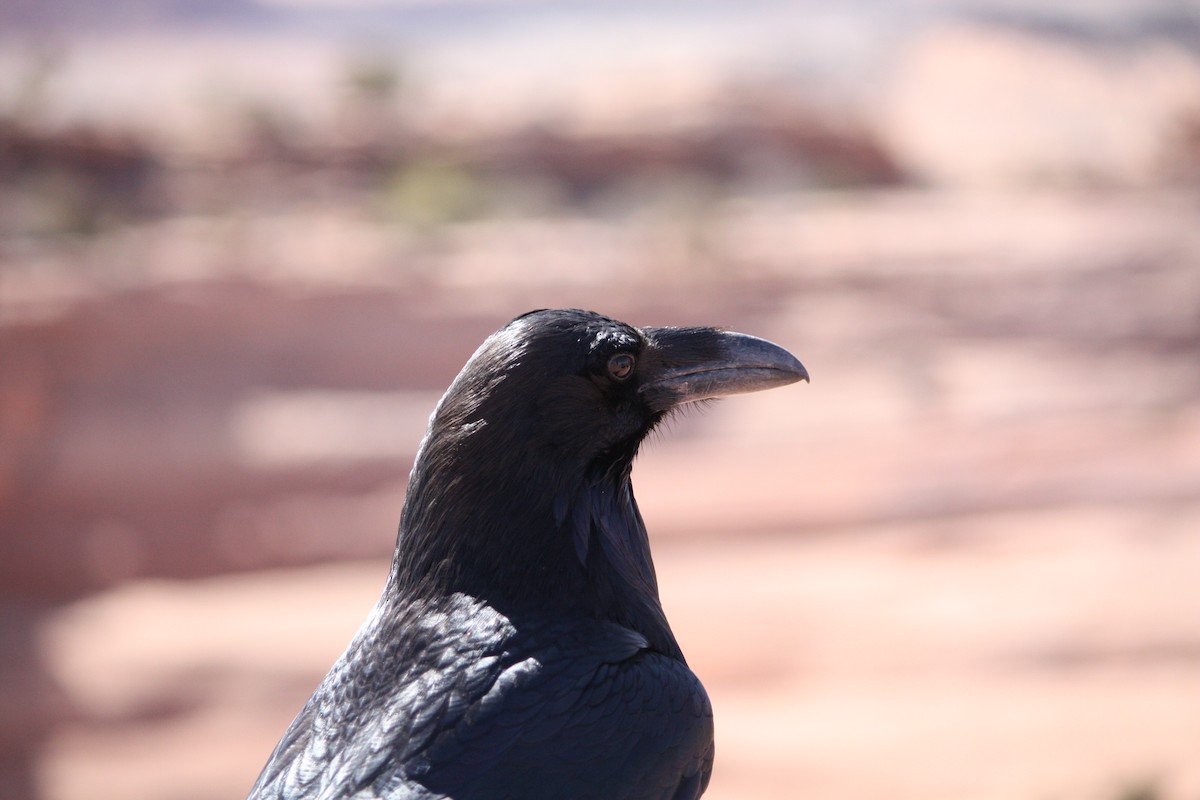 Common Raven - ML615772000