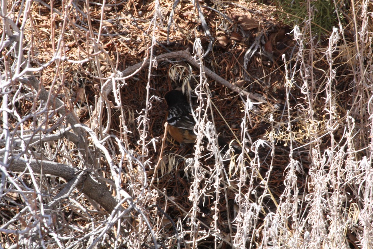 Spotted Towhee - ML615772093