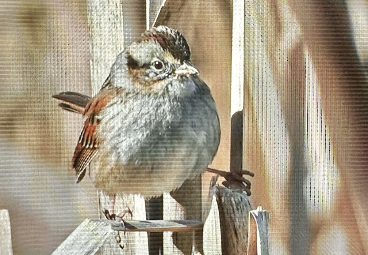 Swamp Sparrow - ML615772273