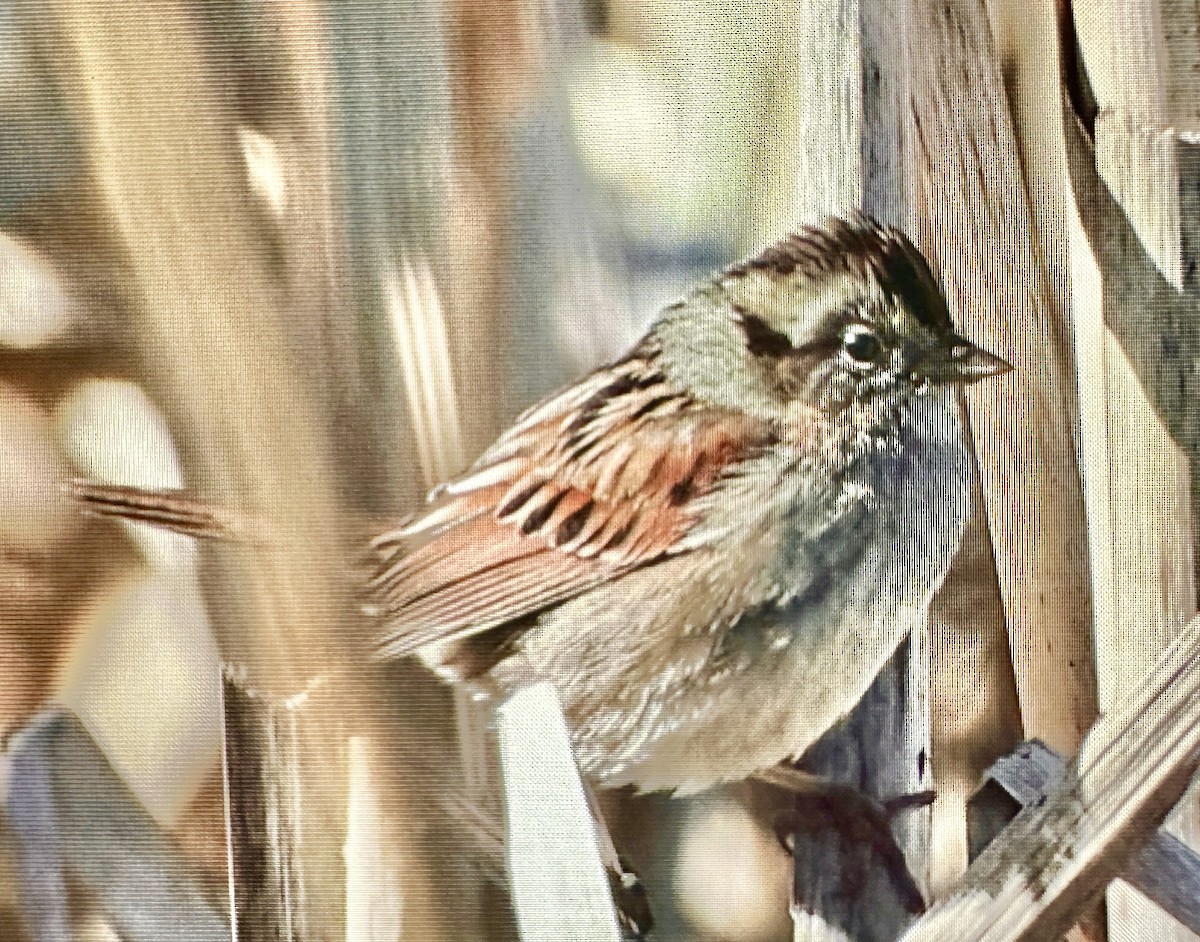 Swamp Sparrow - ML615772274