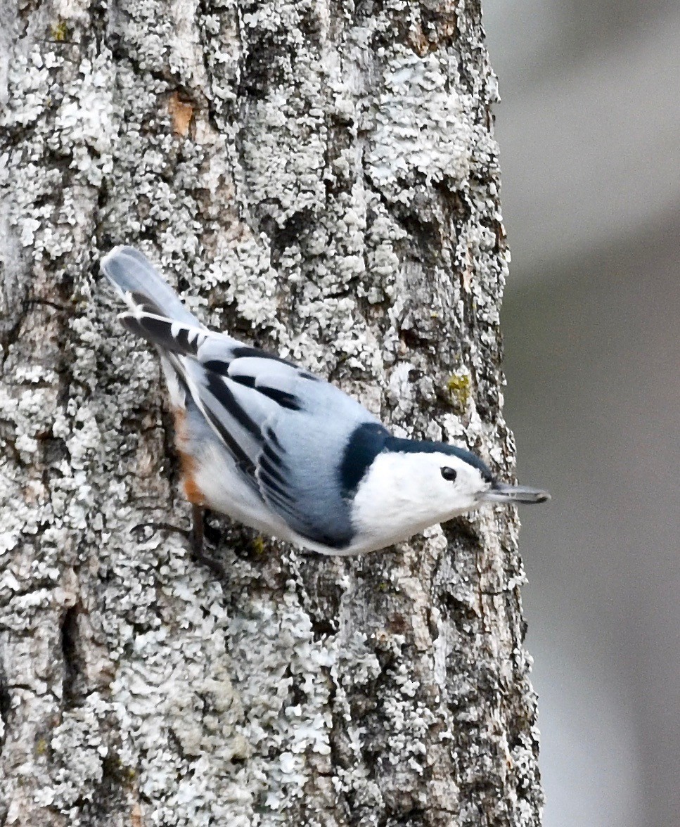 White-breasted Nuthatch - Win Ahrens