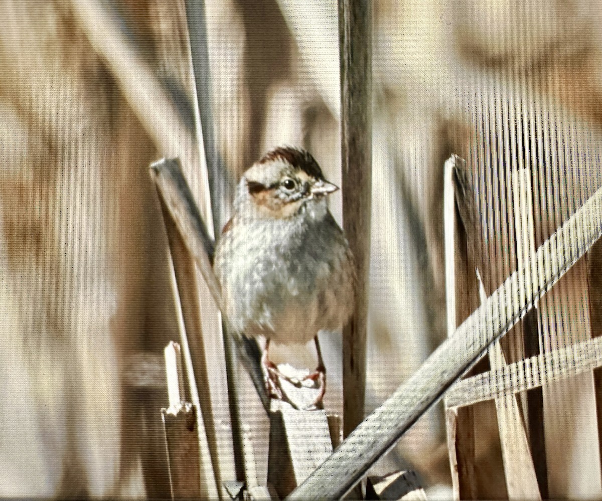 Swamp Sparrow - ML615772357