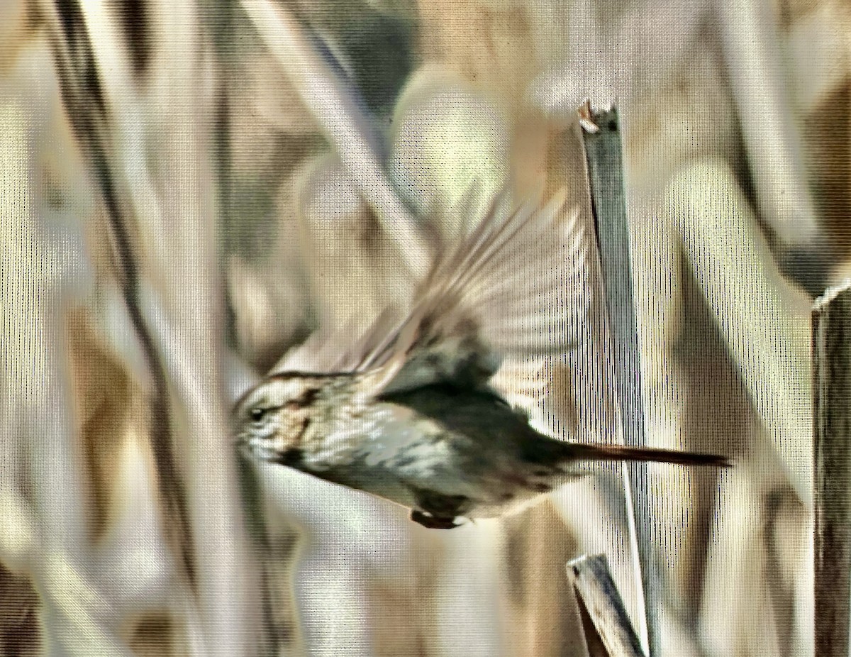 Swamp Sparrow - ML615772367