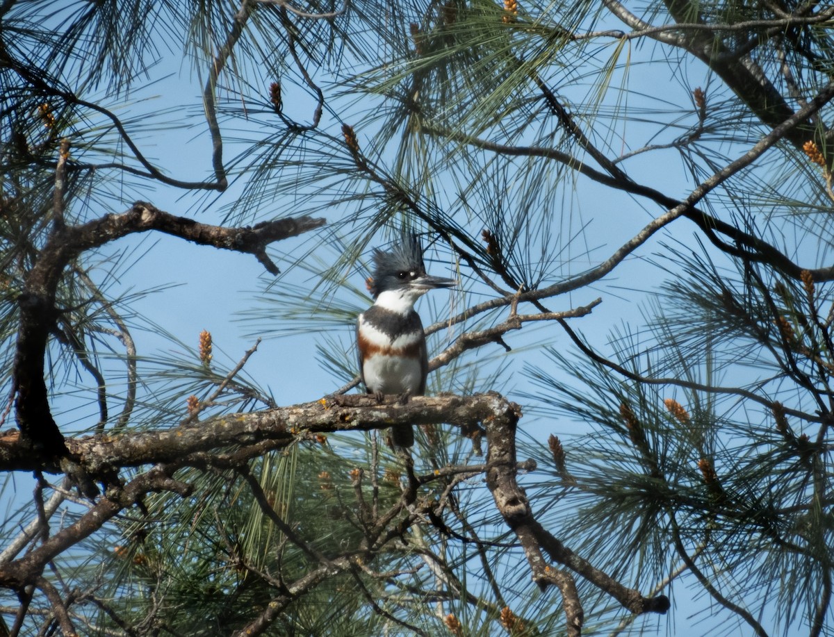 Belted Kingfisher - ML615772511