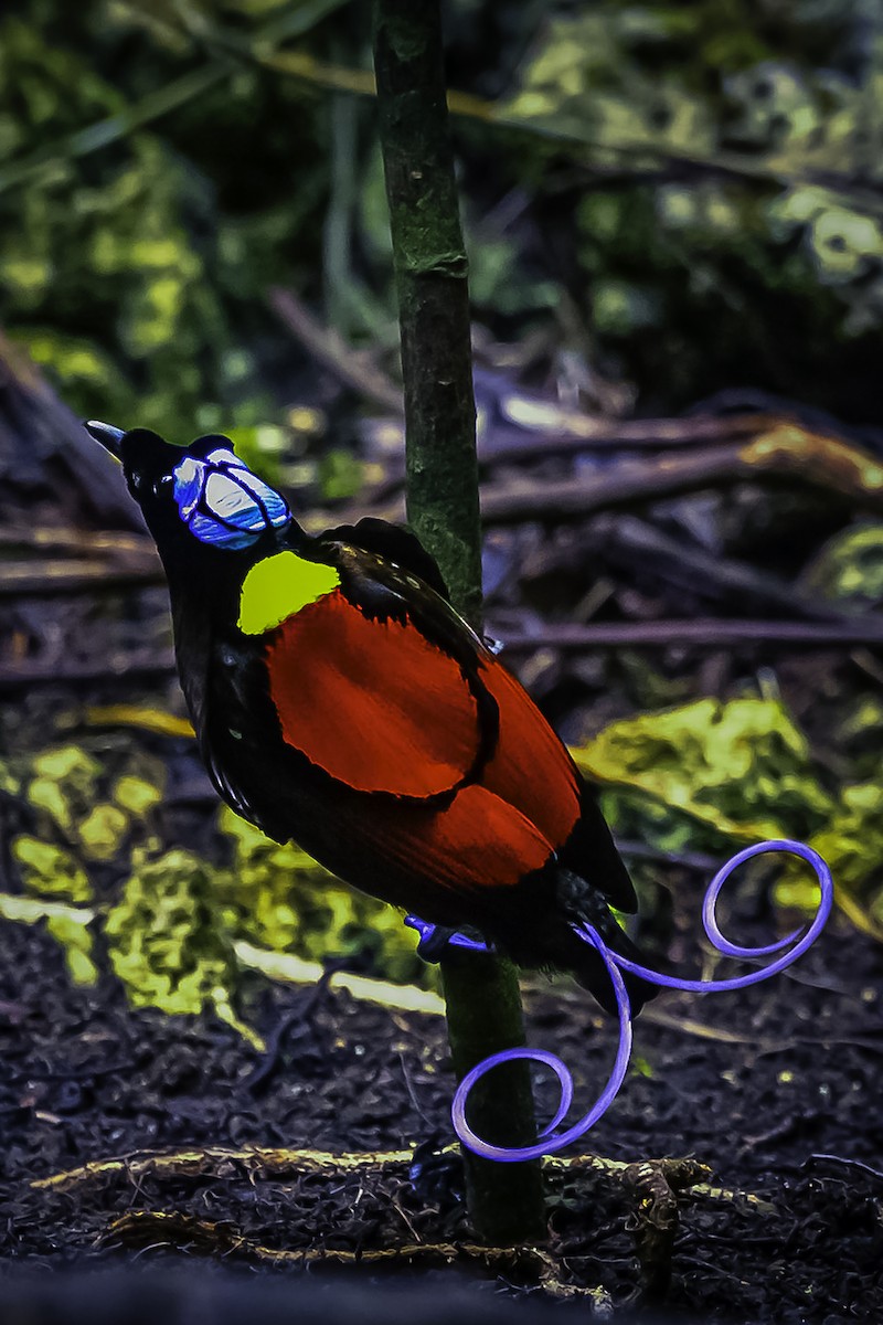 Синеголовая райская птица - ML615772691
