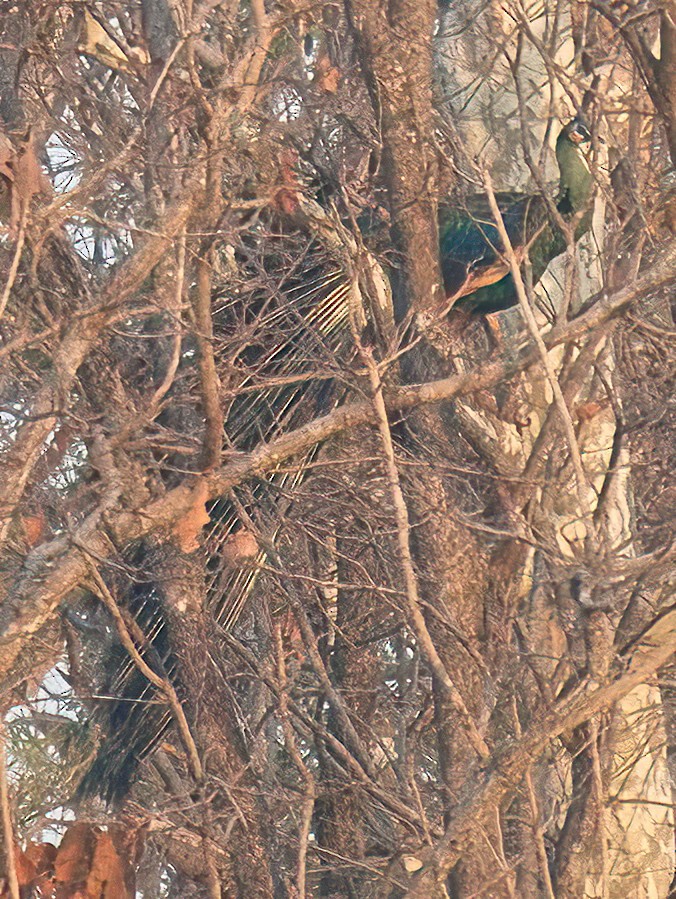 Green Peafowl - DAB DAB