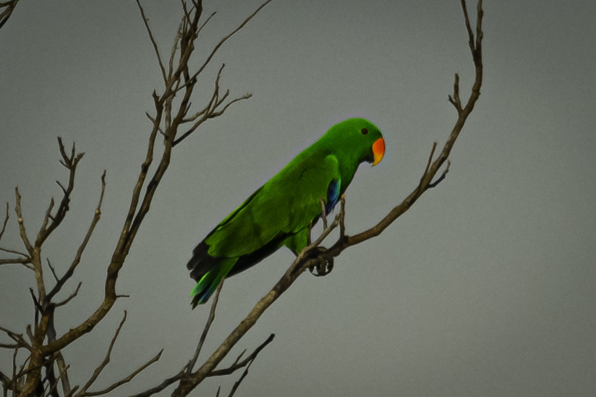 Papua Eklektus Papağanı - ML615772824