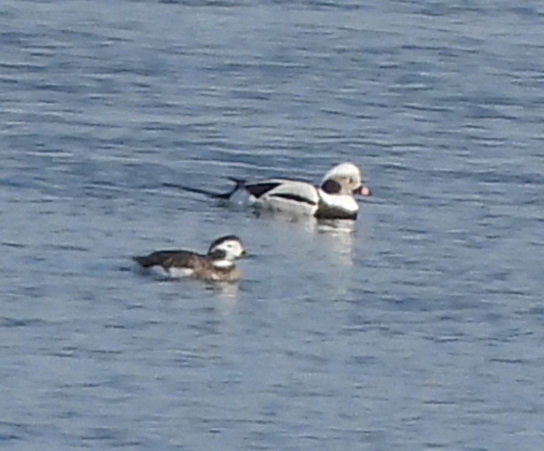 Long-tailed Duck - ML615772865