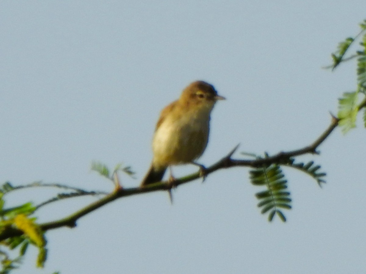 Booted Warbler - ML615773321