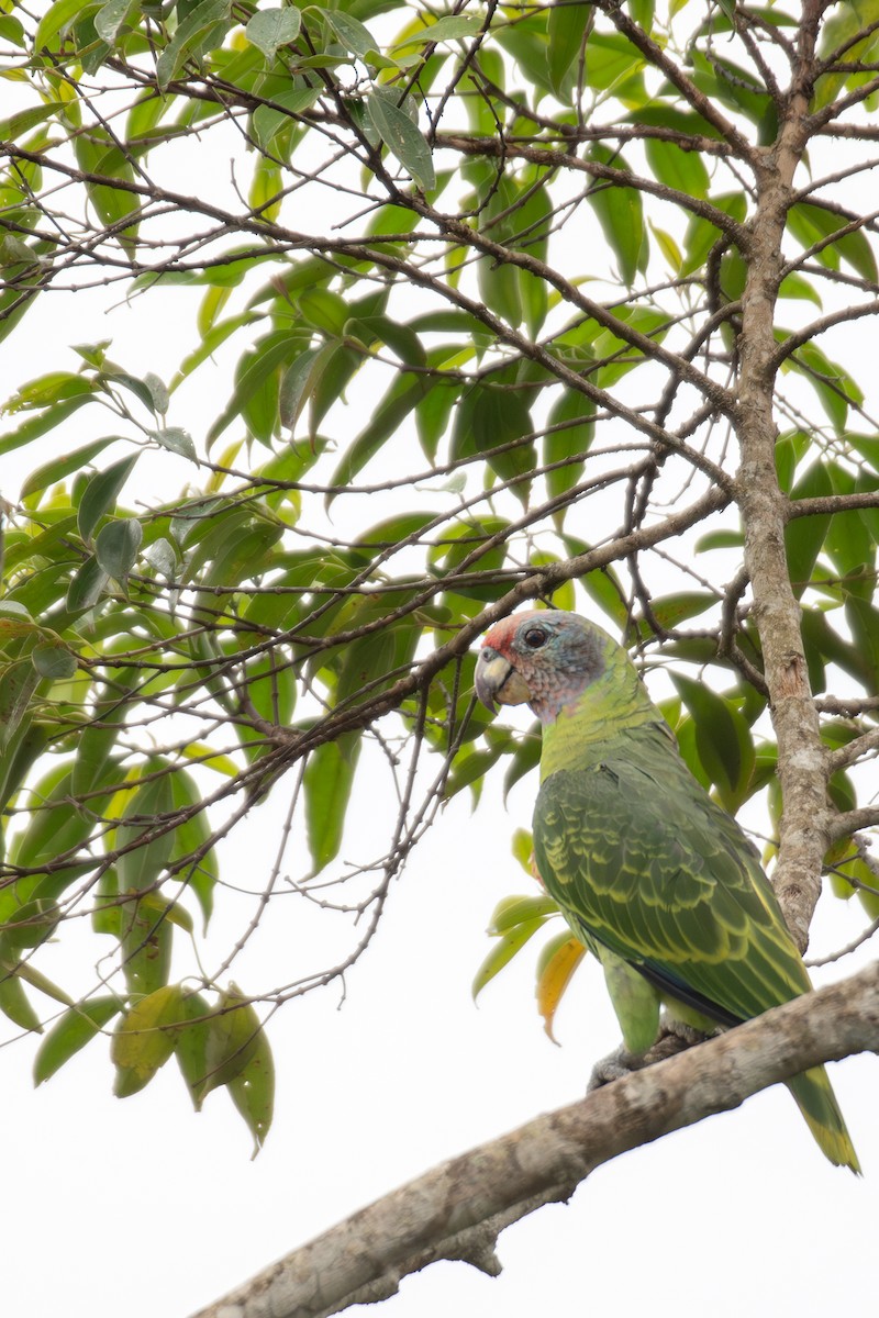 Red-tailed Parrot - ML615773385