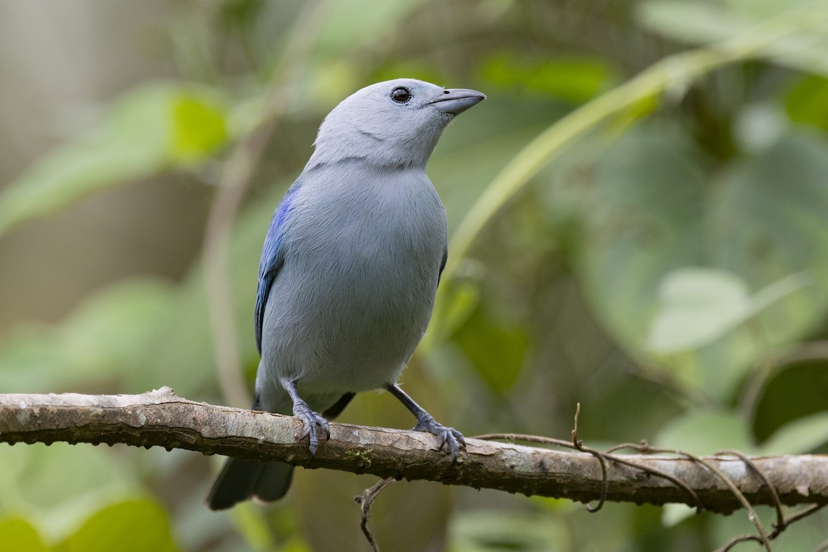 Blue-gray Tanager - Loni Ye