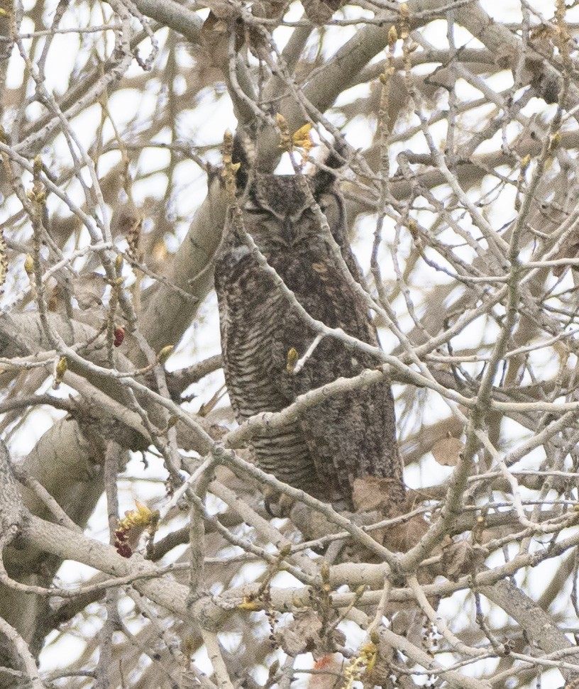 Great Horned Owl - ML615773535