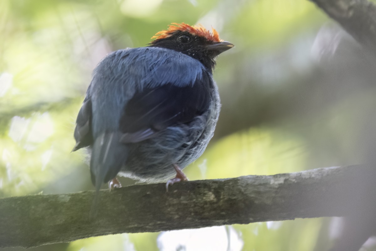 Swallow-tailed Manakin - Robert Lockett