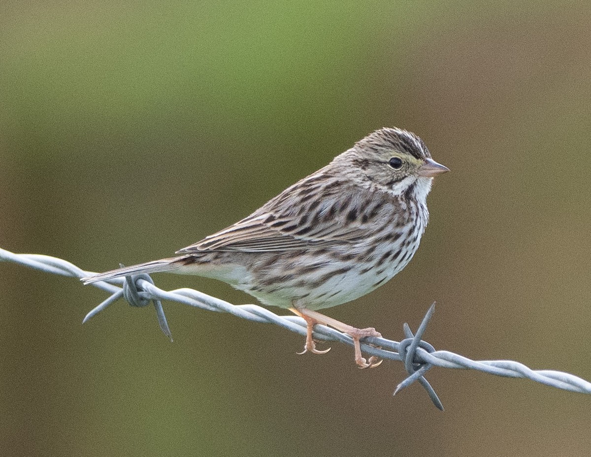 Savannah Sparrow - ML615773638
