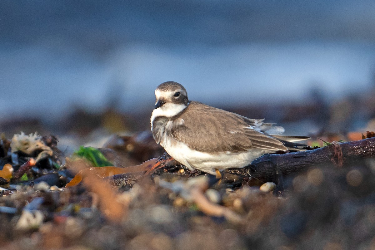 Common Ringed Plover - ML615773657