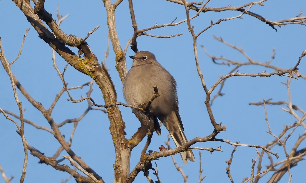 Townsend's Solitaire - Christopher Lindsey