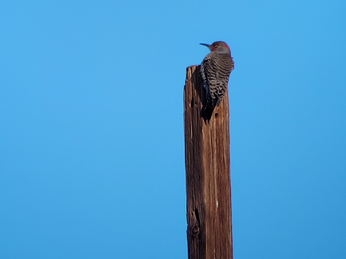 Northern Flicker (Yellow-shafted x Red-shafted) - ML615773748