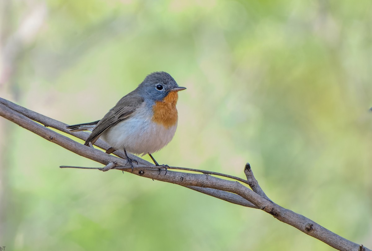 Red-breasted Flycatcher - ML615773768