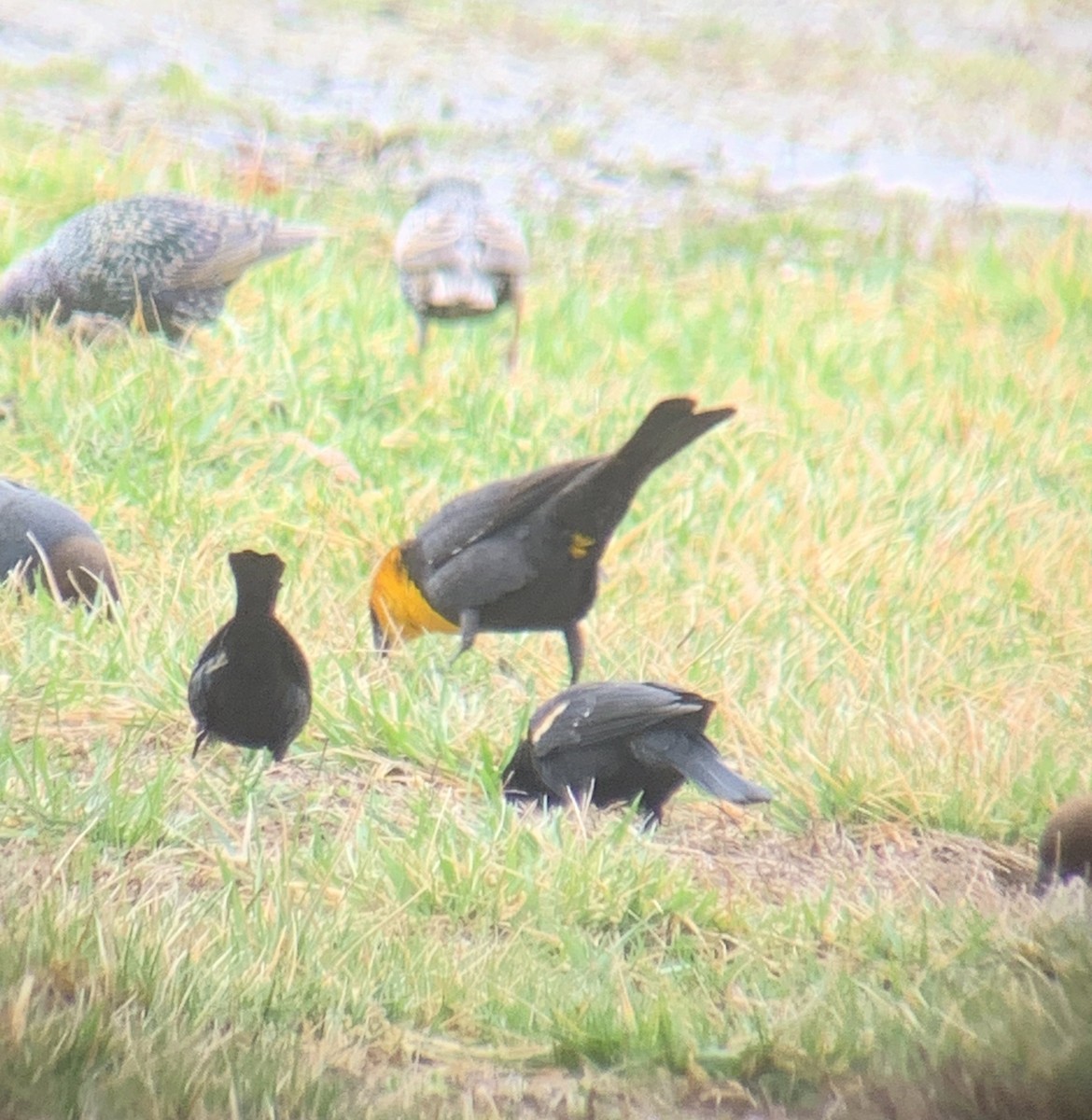 Yellow-headed Blackbird - ML615774136