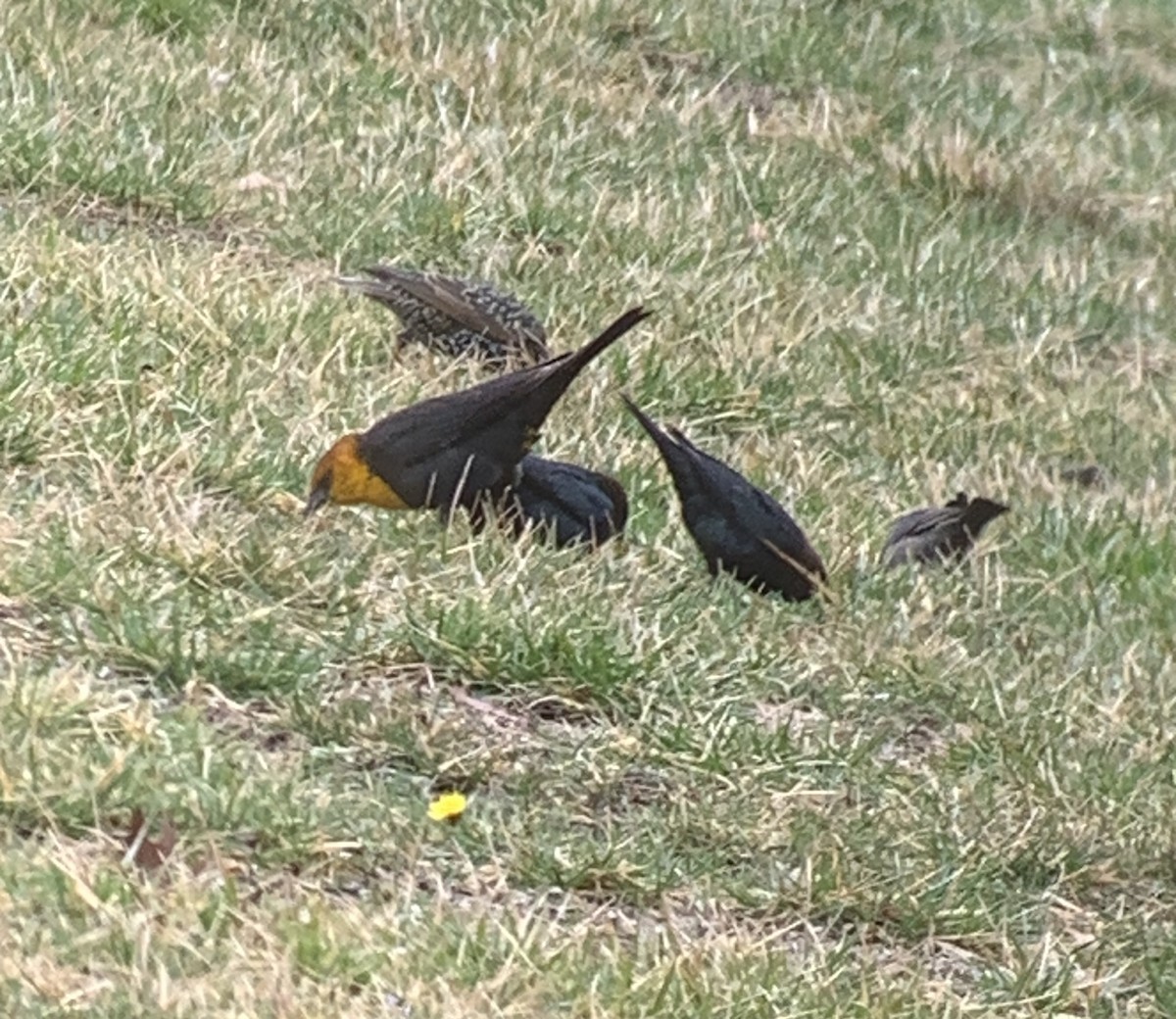 Yellow-headed Blackbird - ML615774137