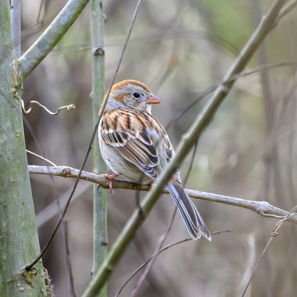 Field Sparrow - ML615774145