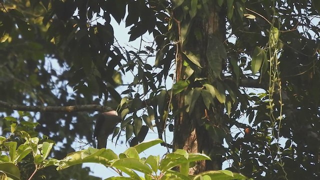holub světlebřichý - ML615774198
