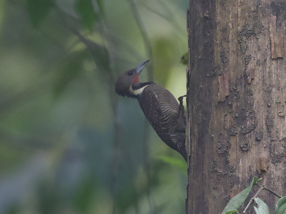 Buff-necked Woodpecker - ML615774298
