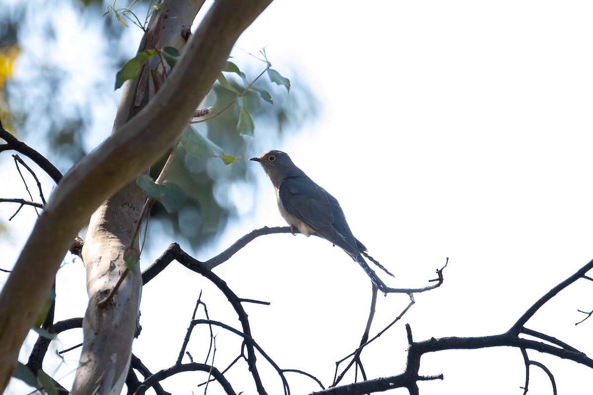 eBird Australia Checklist - 30 Sep 2023 - Fairview Conservation Park ...