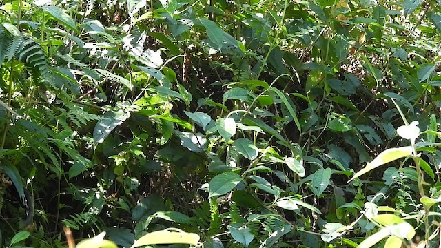 Белобрюхая тимелия-говорушка - ML615774435