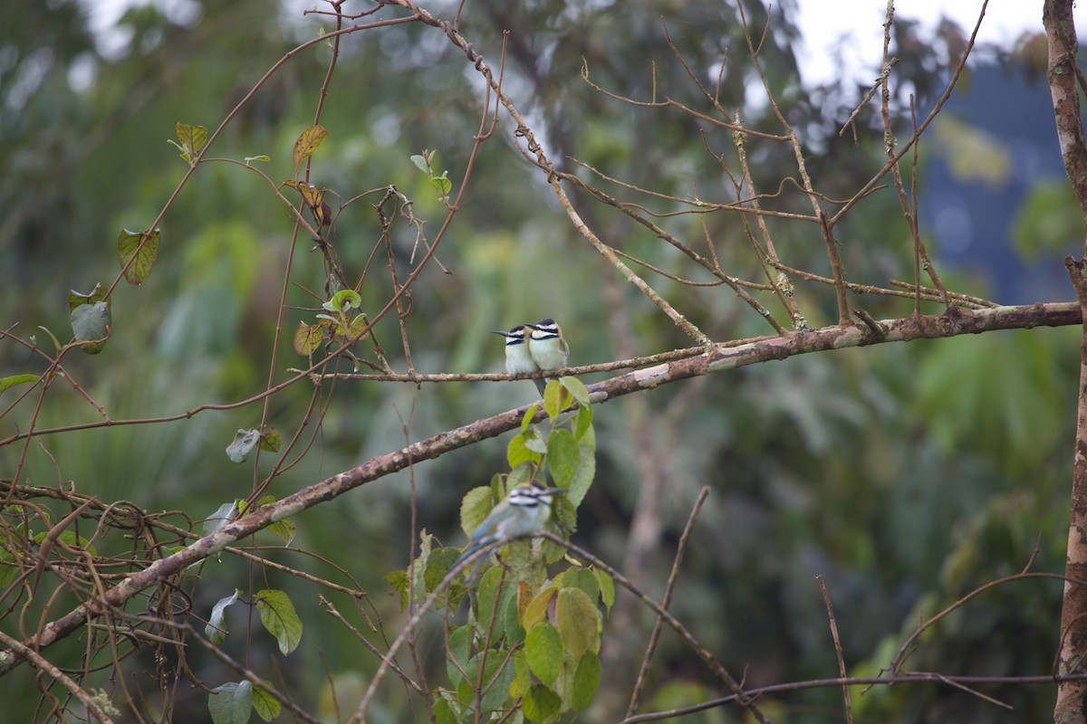 White-throated Bee-eater - ML615775040