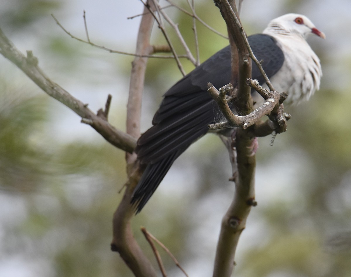 White-headed Pigeon - ML615775086