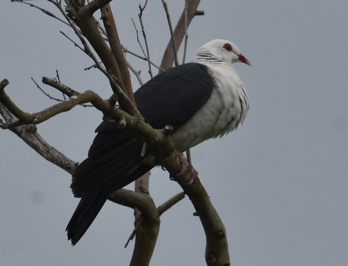 White-headed Pigeon - Mark Tarnawski